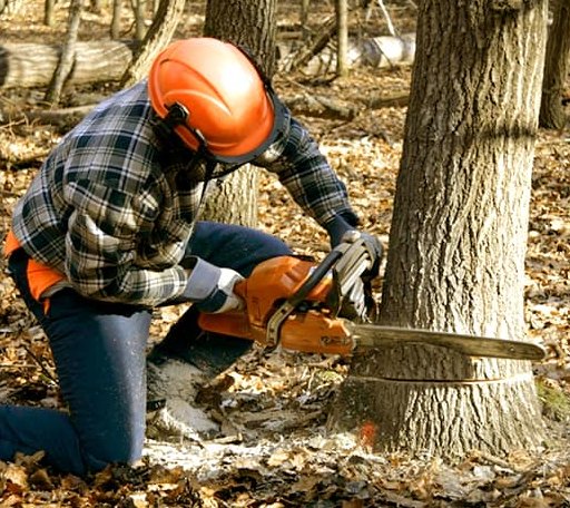 Tree Removal in Midland, VA